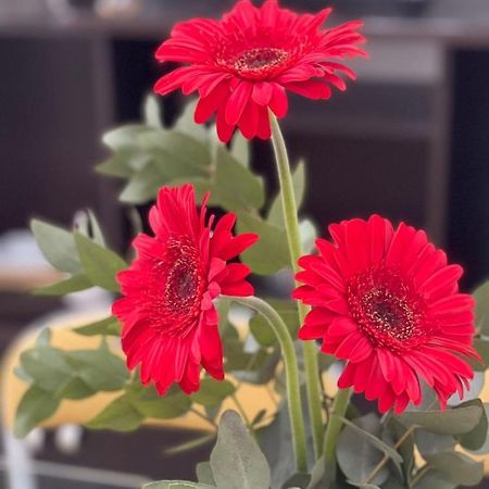 Gerbera Colorada Haedo Apartment Morón Екстериор снимка